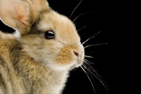 kralik 200 133 kralik 200 133